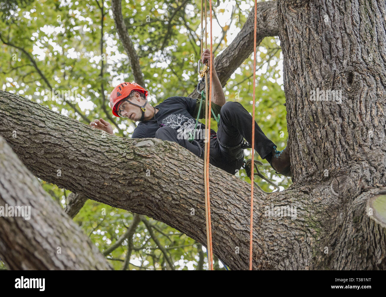 Christchurch, Canterbury, Nouvelle-Zélande. Apr 7, 2019. Cinq fois champion de Nouvelle-Zélande l'accrobranche de SCOTT FORREST (NZ) Kawerau est en concurrence dans la région de l'Asie et l'accrobranche Masters Championnats défi dans les jardins botaniques de Christchurch. Vie concurrents dans une série de tests d'agilité, rapidité et compétence. Forrest a terminé deuxième de la compétition. Credit : PJ Heller/ZUMA/Alamy Fil Live News Banque D'Images