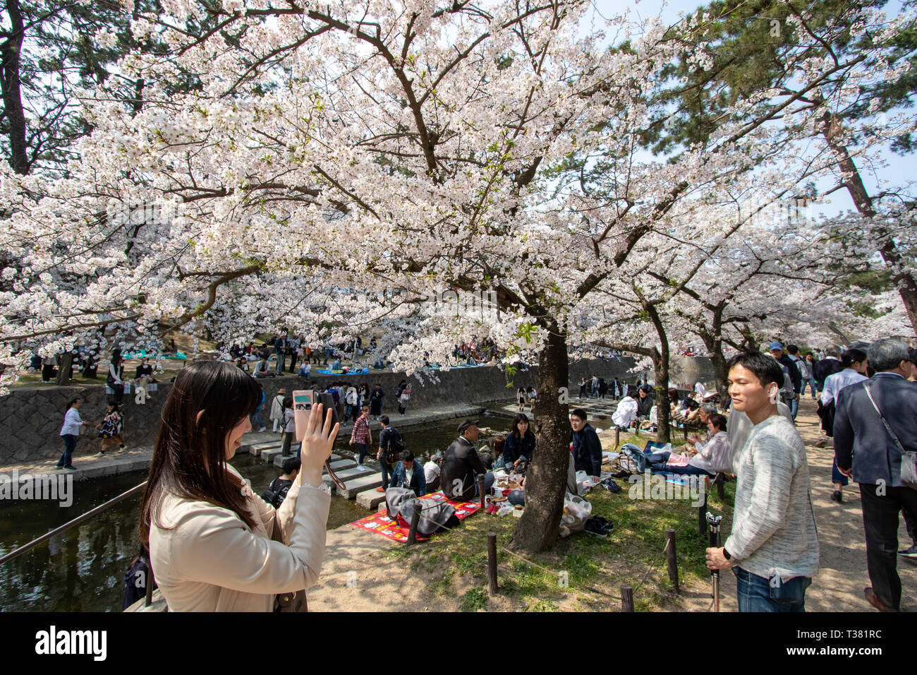 Les gens se sont réunis pour voir les cerisiers en fleurs, 'Hana-mi', ou d'avoir  le traditionnel pique-nique sous eux dans le bain soleil du printemps à  Shukugawa, près de Nishinomiya au Japon.
