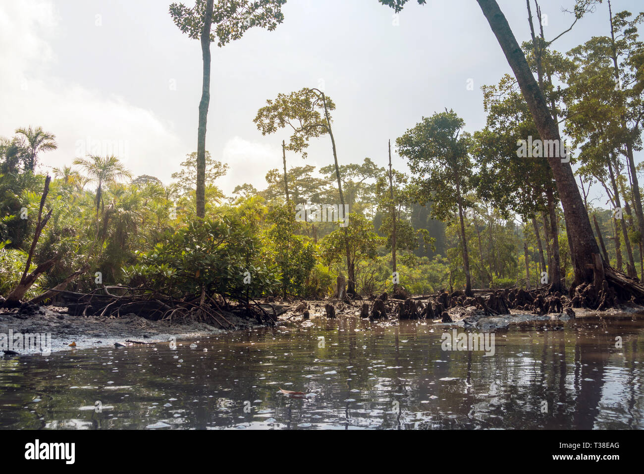 Forêt de mangrove. Îles Andaman et Nicobar Inde Havelock Banque D'Images