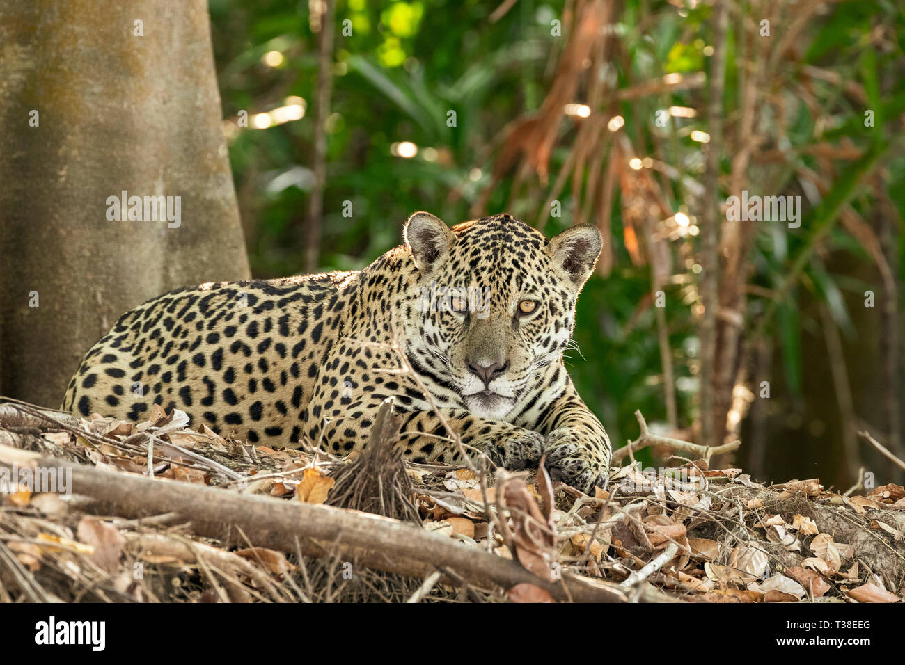 Jaguar, Panthera onca, Pantanal, Mato Grosso, Brésil Banque D'Images