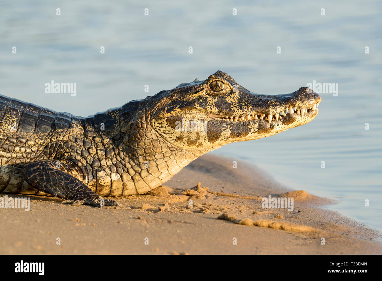 Cuiaba River, fleuve Paraguay, Pantanal, Brésil Banque D'Images