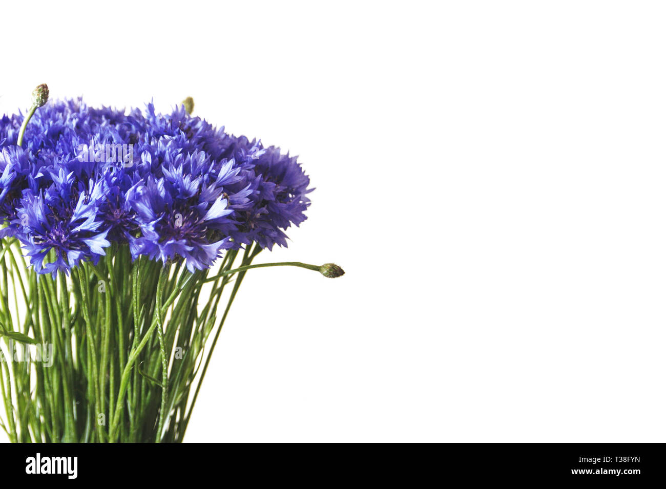 Bouquet de Lys Bleu isolé sur fond blanc Photo Stock - Alamy