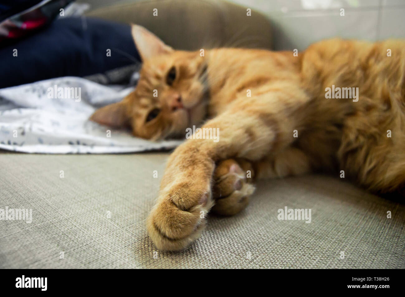 Portrait d'une belle Rousse chat posant paisiblement dans un canapé tout en regardant la caméra. Chat tigré domestique reposant entre les feuilles avec effet de flou. Banque D'Images