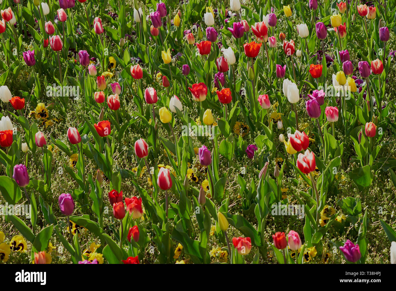 Champ de tulipes coloré en fleurs avec des fleurs rouges, blanches, jaunes et violettes. Banque D'Images