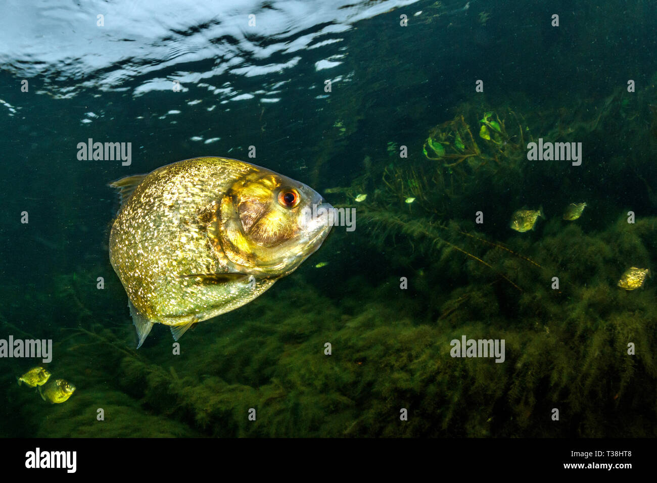 Le Roi jaune, Piranha Pygocentrus nattereri, fleuve Paraguay, Pantanal, Brésil Banque D'Images