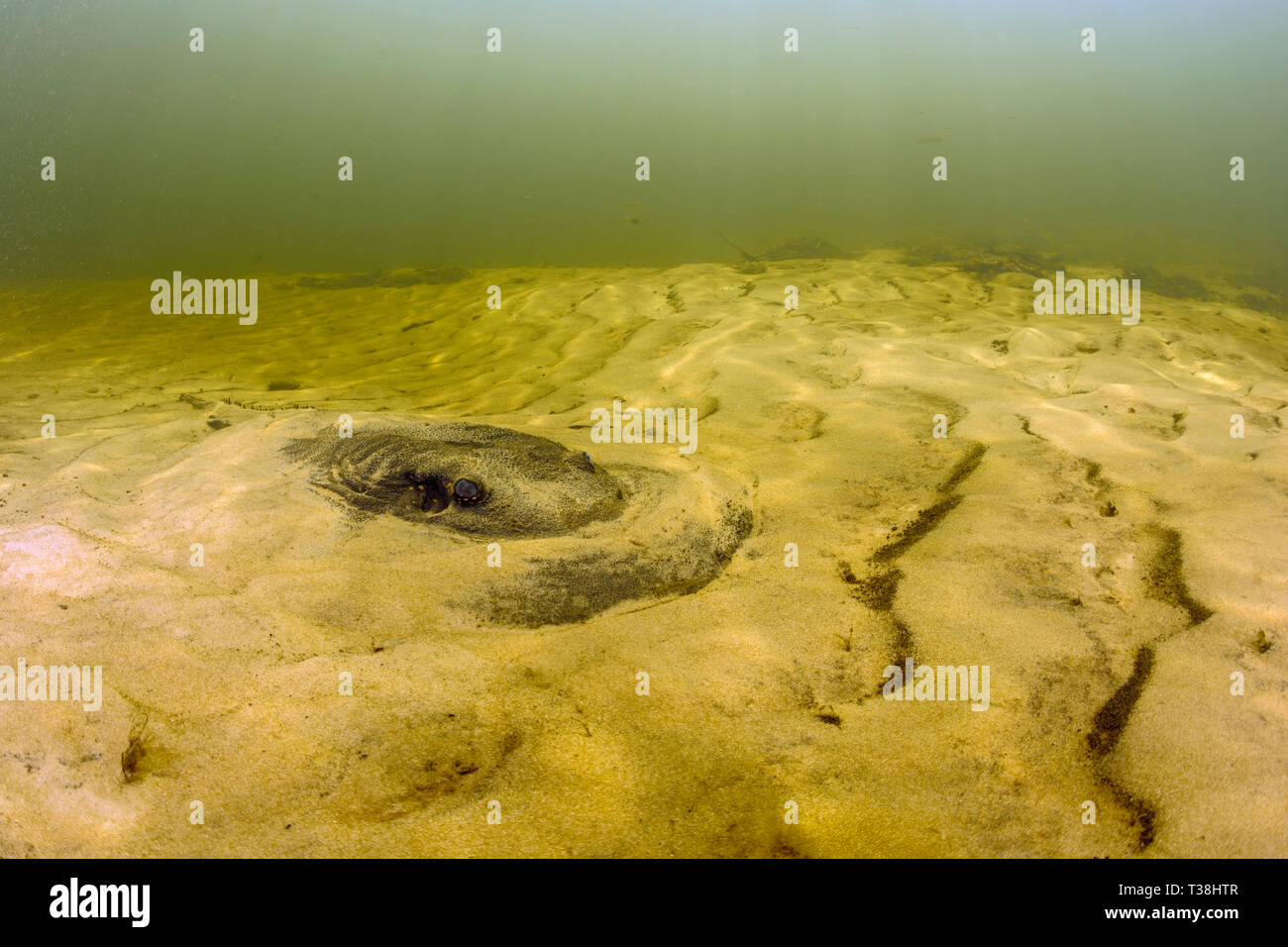 Rivière Parana Stingray, schuhmacheri Potamotrygon, fleuve Paraguay, Pantanal, Brésil Banque D'Images