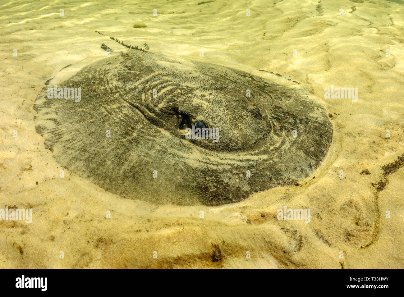 Rivière Parana Stingray, schuhmacheri Potamotrygon, fleuve Paraguay, Pantanal, Brésil Banque D'Images