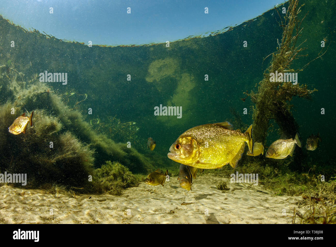 Le Roi jaune, Piranha Pygocentrus nattereri, fleuve Paraguay, Pantanal, Brésil Banque D'Images
