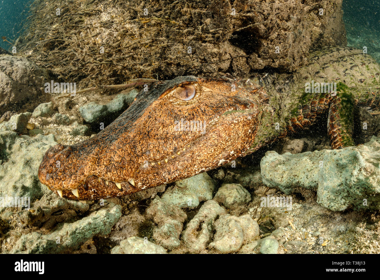 Cuviers Caïman Nain, Paleosuchus palpebrosus, rivière Formoso, bonite, Mato Grosso do Sul, Brésil Banque D'Images