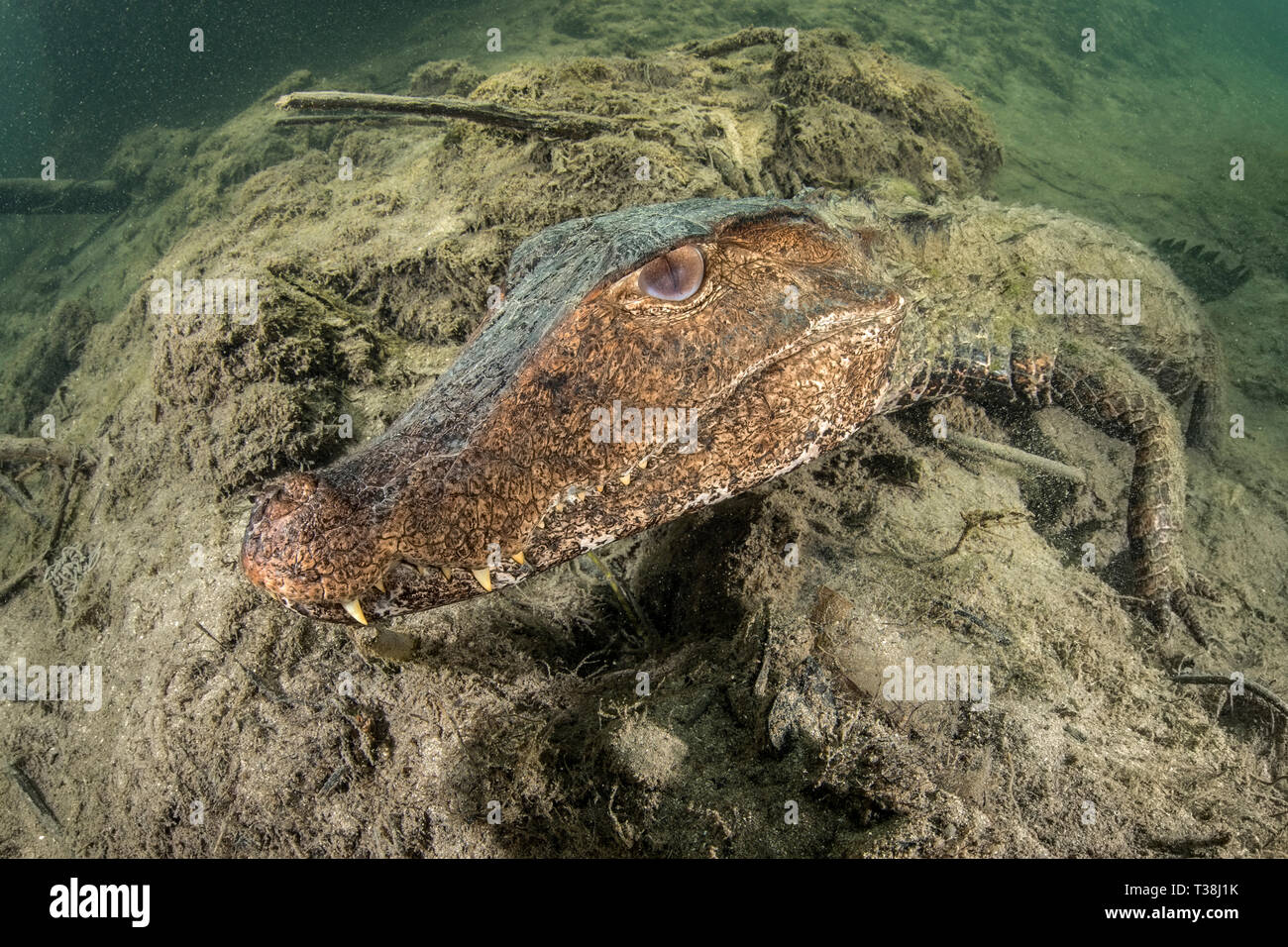 Cuviers Caïman Nain, Paleosuchus palpebrosus, rivière Formoso, bonite, Mato Grosso do Sul, Brésil Banque D'Images