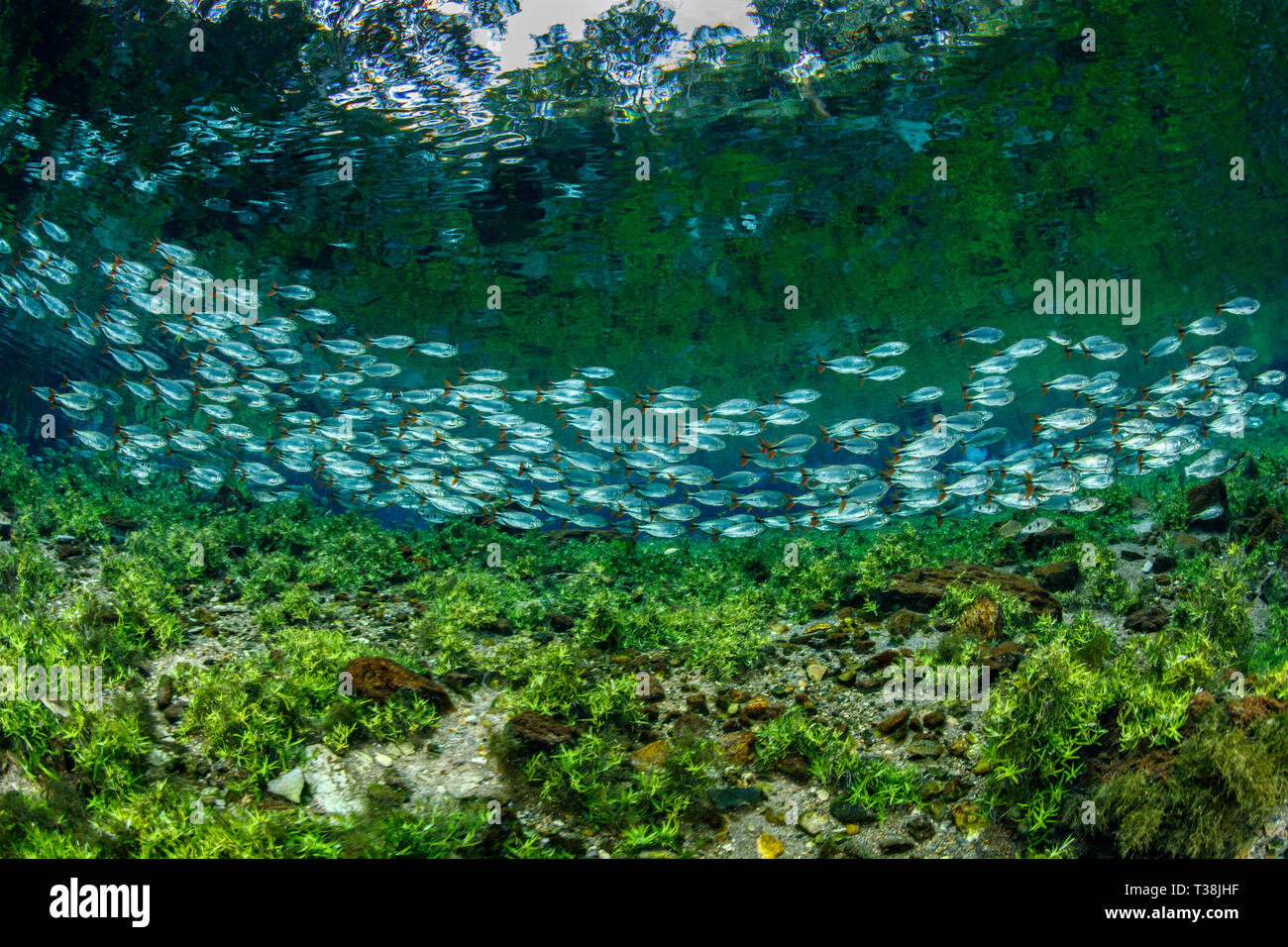 Piraputanga dans Nascente Azul, Brycon hilarii, Nascente Azul, Mato Grosso do Sul, Brésil Banque D'Images