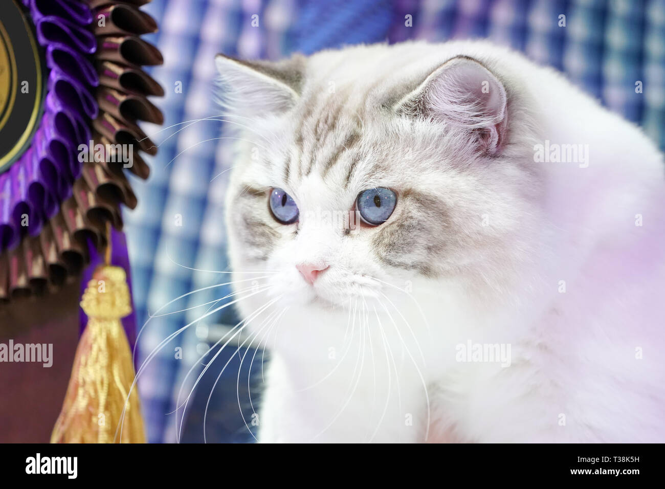 Smart Chat Blanc Avec Tiger Line Cest Pas De Visage Avec