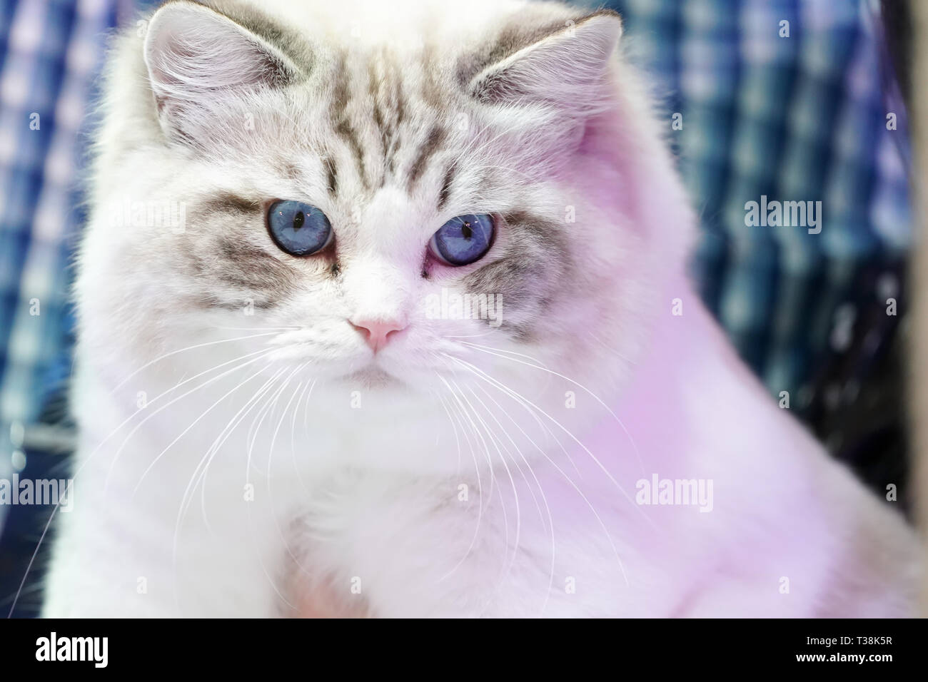 Smart Chat Blanc Avec Tiger Line Cest Pas De Visage Avec