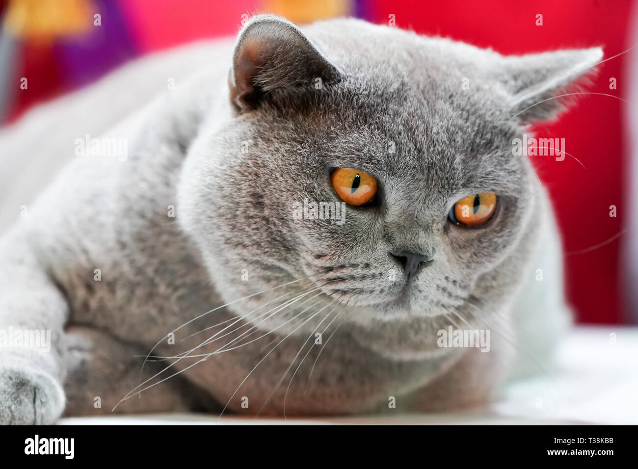 Korat Thaï Fat Cat, fourrure gris et jaune des yeux, avec étiquette ruban gagnant. Banque D'Images