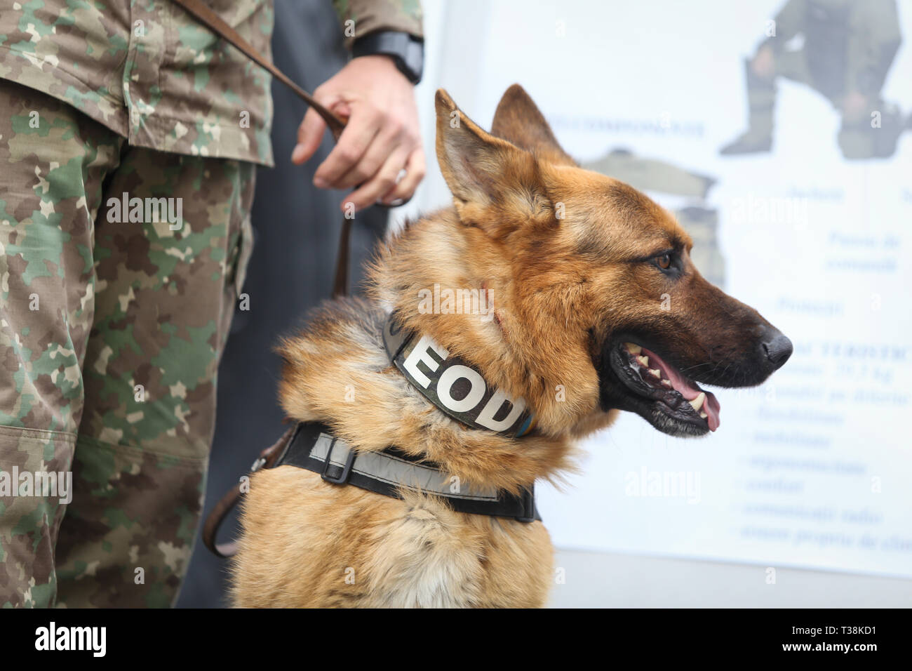 Berger allemand chien de l'armée formé pour détecter des explosifs, avec son entraîneur de l'armée roumaine Banque D'Images