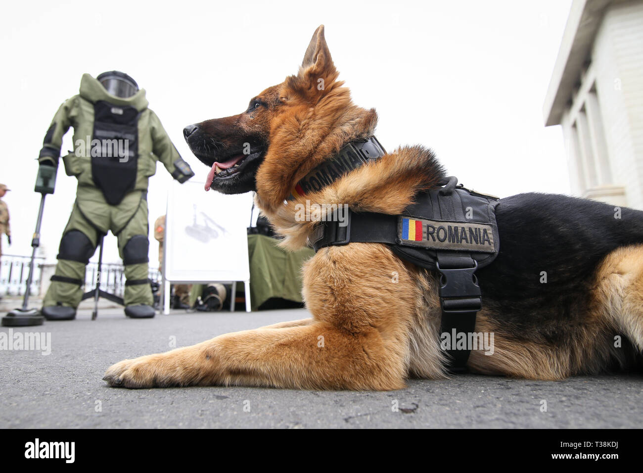 Berger allemand chien de l'armée formé pour détecter des explosifs, avec son entraîneur de l'armée roumaine Banque D'Images