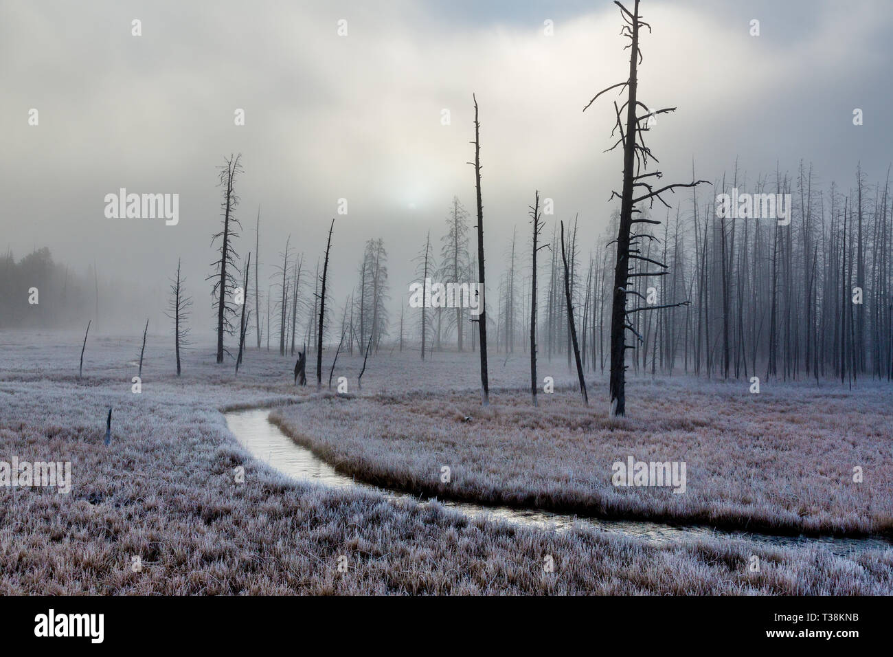 Le givre et brouillard tôt le matin et les arbres morts donne une atmosphère hivernale emmêlent creek Banque D'Images