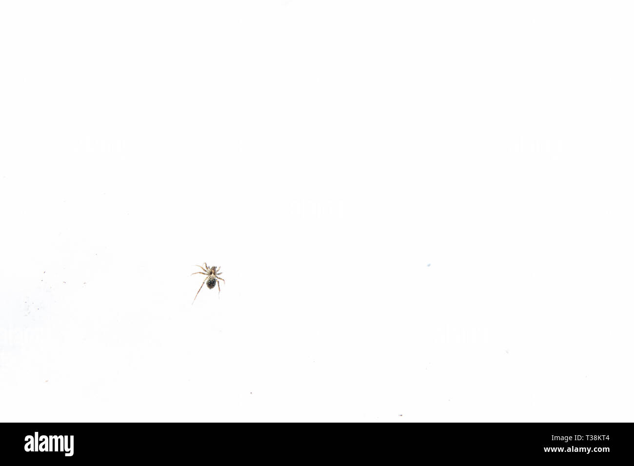 Peu d'araignées noires sur la neige au début du printemps Banque D'Images