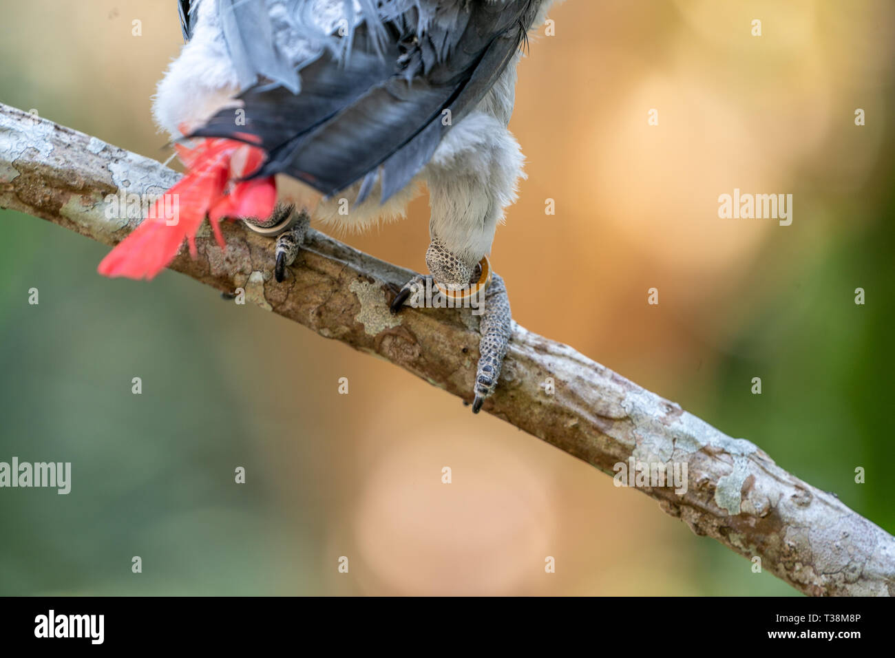 Close Up Bebe Perroquet Gris D Afrique Avec Le Cercle Argente Anneau Photo Stock Alamy Close Up Bebe Perroquet Gris D Afrique Avec Le Cercle Argente Anneau Photo Stock Alamy