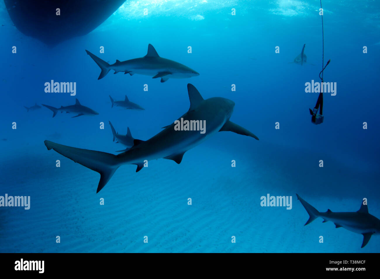 Huit requins de récifs des Caraïbes (Carcharhinus perezi) au cours de la butée de sécurité. Plage du tigre, Bahamas Banque D'Images