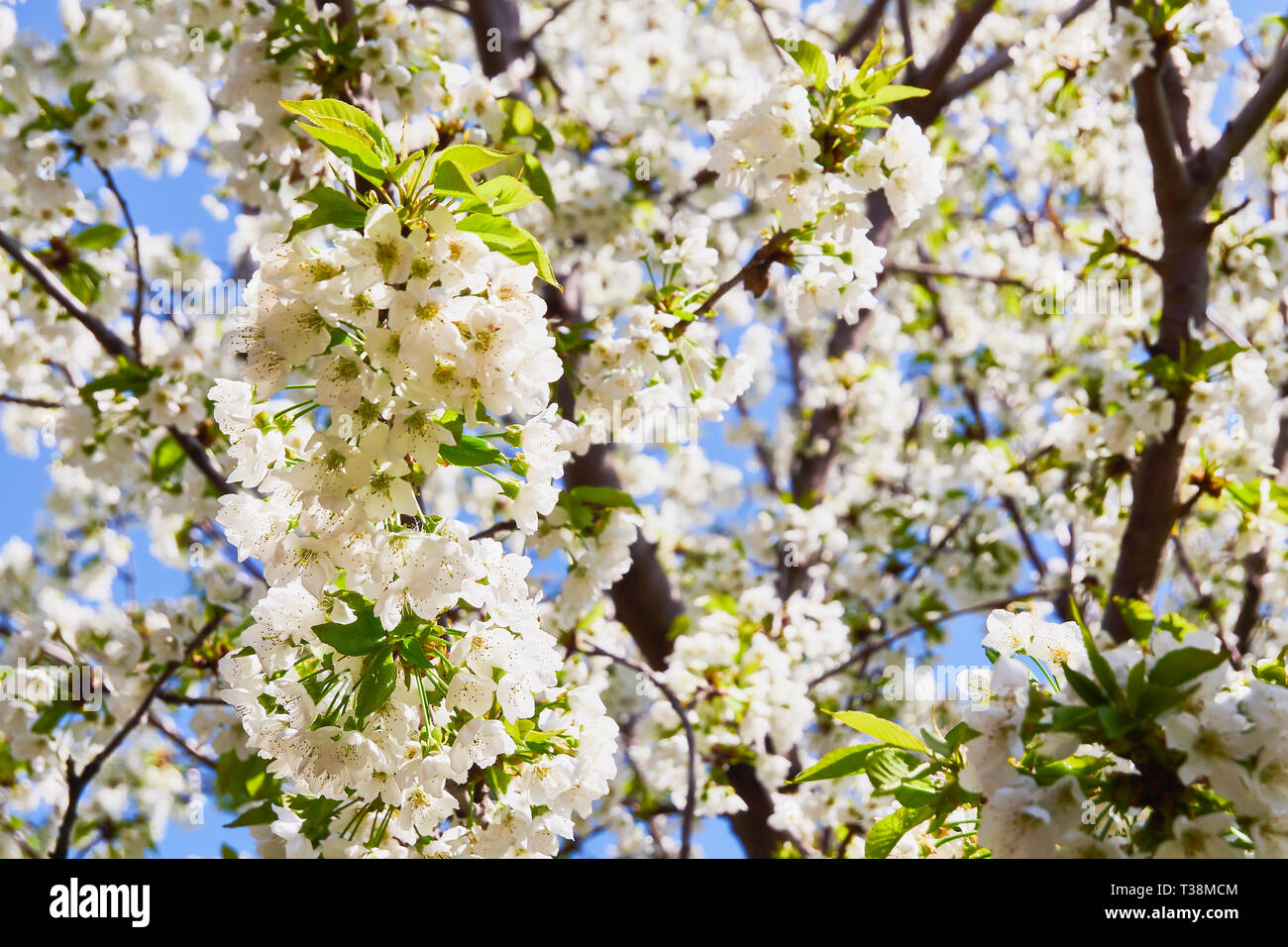 Fleurs de printemps blanc contre le ciel bleu Banque D'Images Fleurs de printemps blanc contre le ciel bleu Banque D'Images