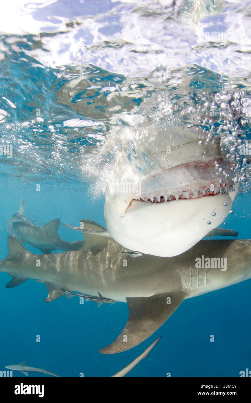Le requin citron (Negaprion brevirostris) montrant les dents, Close-up Split Shot à la surface. Plage du tigre, Bahamas Banque D'Images
