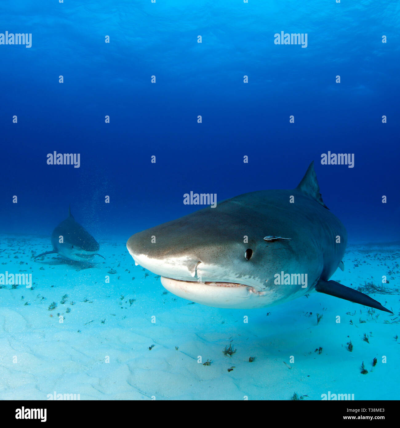 Approche de tiger sharks sur le fond de sable, l'un très proche. Plage du tigre, Bahamas Banque D'Images