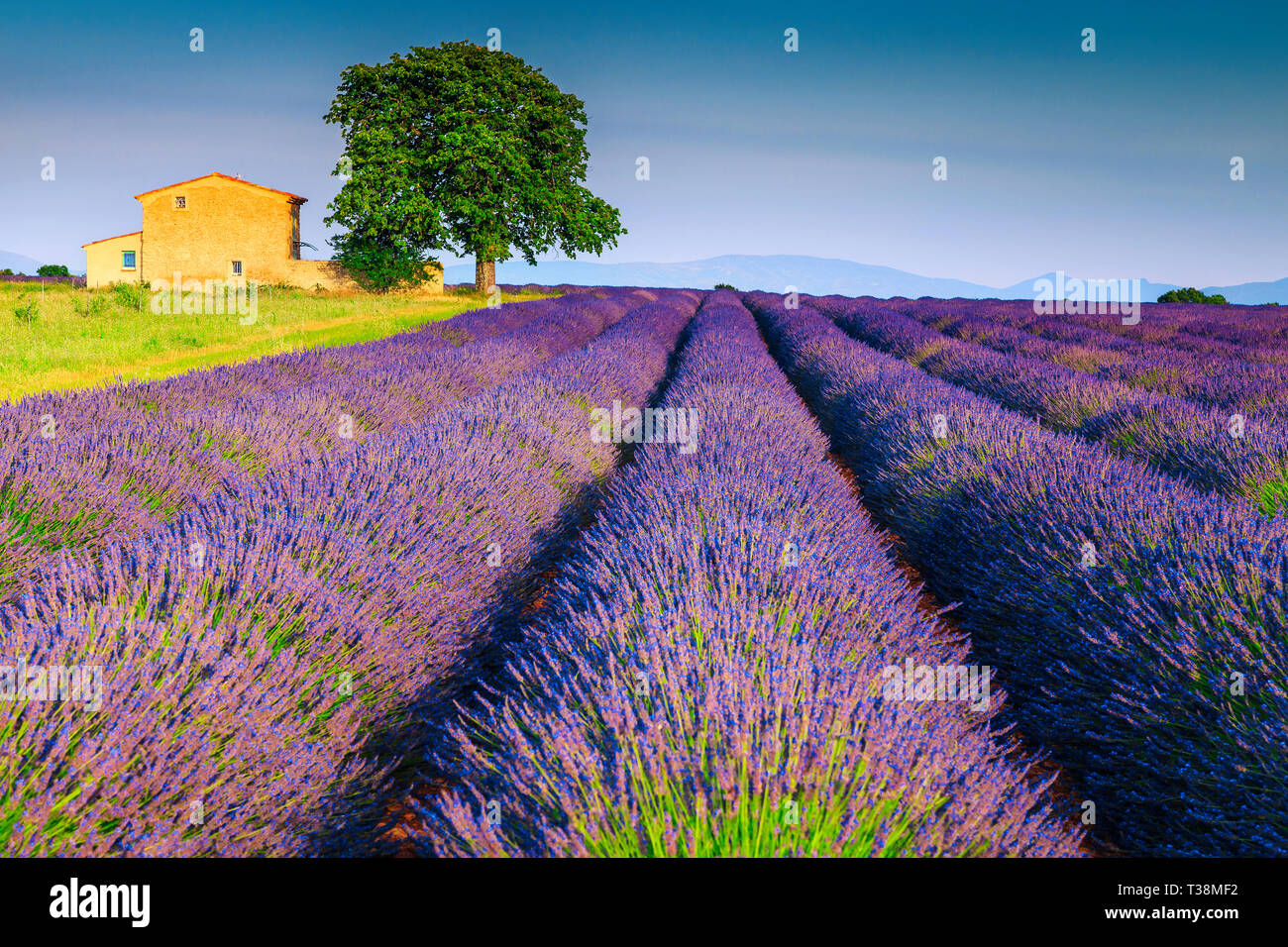 La photographie et les voyages d'été fantastique emplacement, champs de lavande violette splendide avec vieille maison en pierre, près du village de Valensole, Provence, Franc Banque D'Images