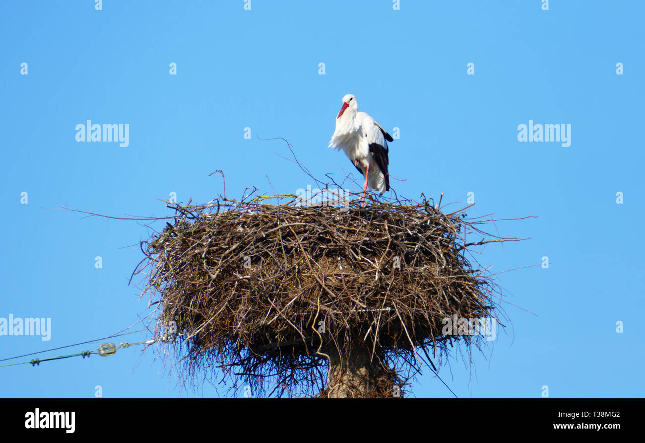 Storch Im Nest, hoch über den Dächern der Stadt Banque D'Images