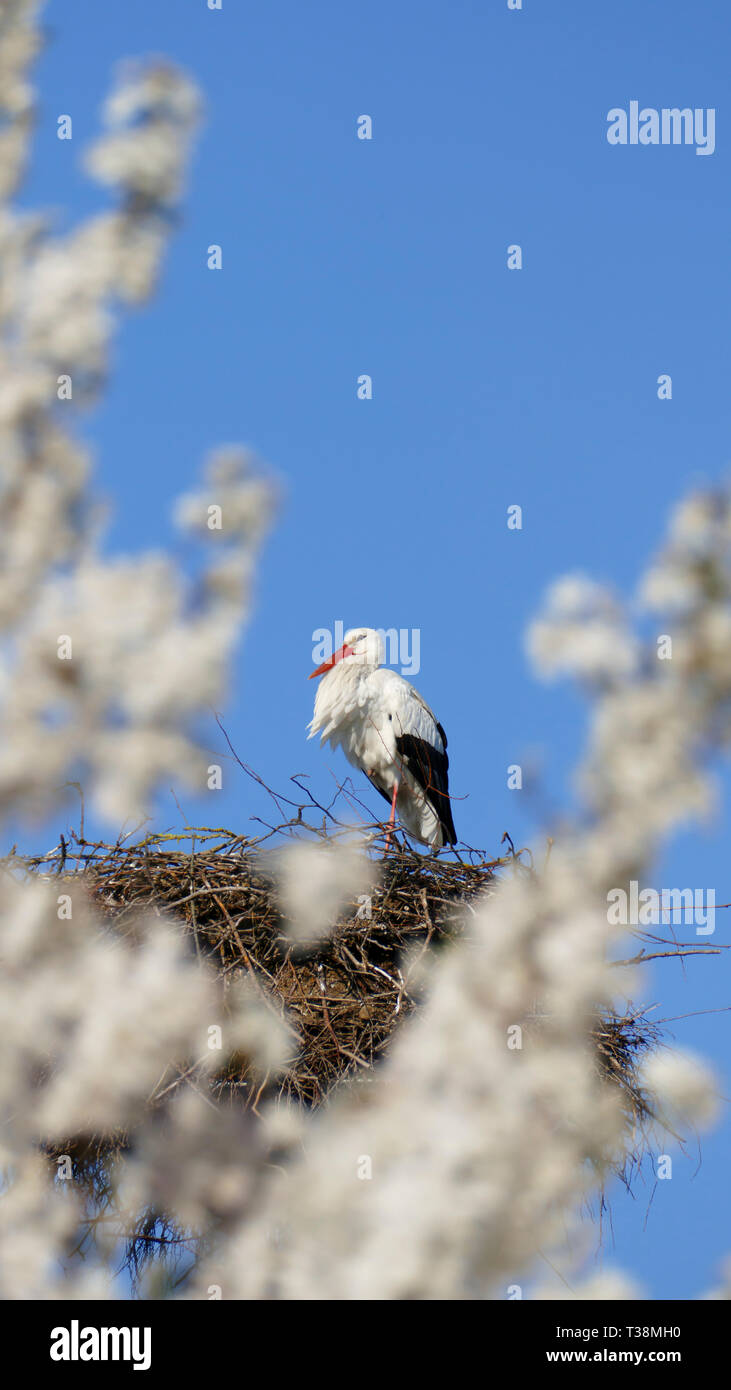 Storch Im Nest, hoch über den Dächern der Stadt Banque D'Images