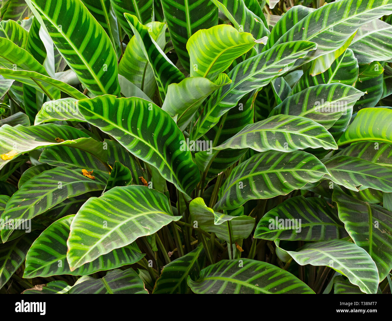 Calathea zebrina (zebra) Costa Rica Banque D'Images