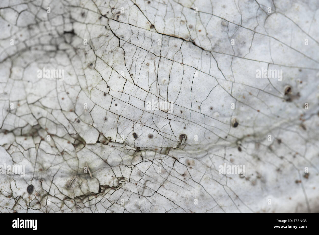 Fomes fomentarius, Amadou champignon texture macro Banque D'Images