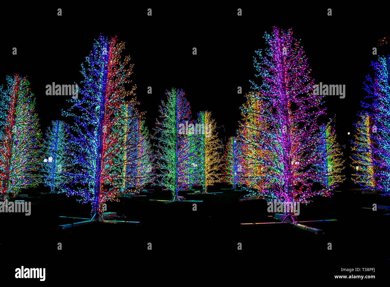 'Sasha' Arbres par Adam Decolight Canary Wharf à feux d'hiver 2019 Festival, London, UK Banque D'Images