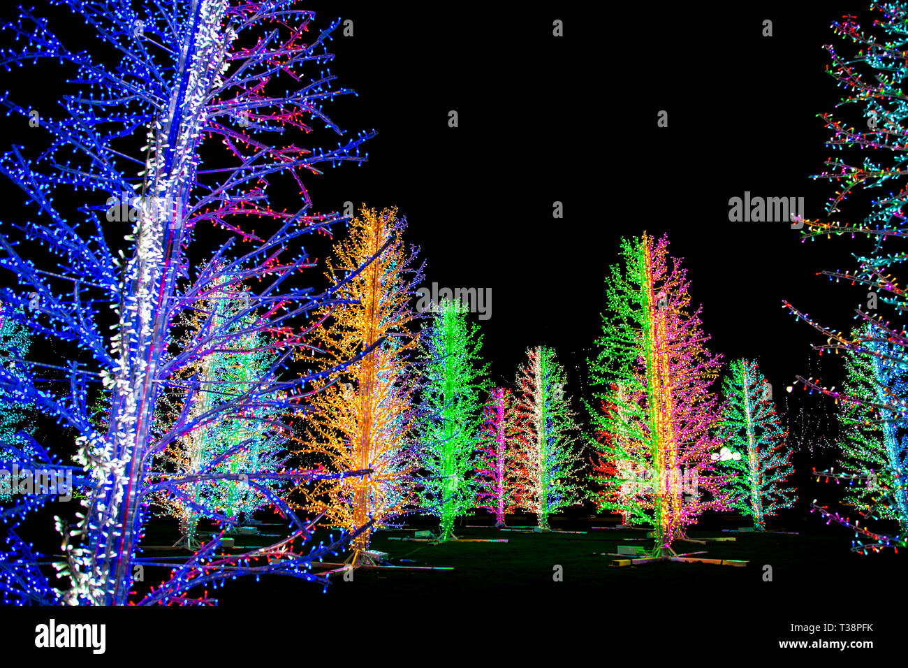 'Sasha' Arbres par Adam Decolight Canary Wharf à feux d'hiver 2019 Festival, London, UK Banque D'Images