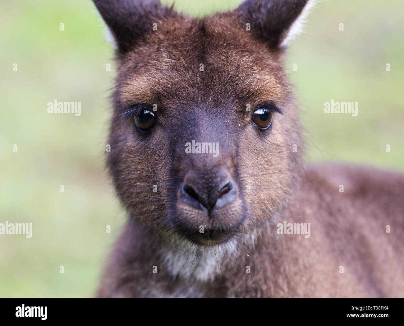 Portrait de jeune kangourou australien avec de grands yeux marron clair à close-up à l'appareil photo. L'Australie. Banque D'Images