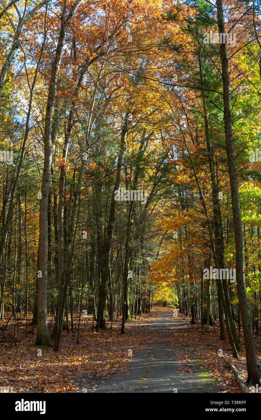 Couleurs d'automne sur les arbres feuillus le mélange avec les arbres à feuilles persistantes le long d'un sentier de randonnée. Kennedy Dells County Park, New York Banque D'Images