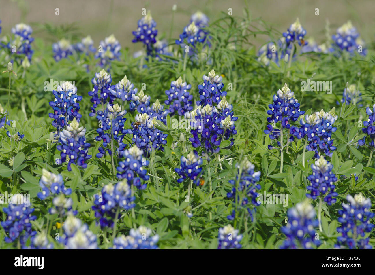 Printemps fleurs Bluebonnet dans l'Est du Texas. Banque D'Images