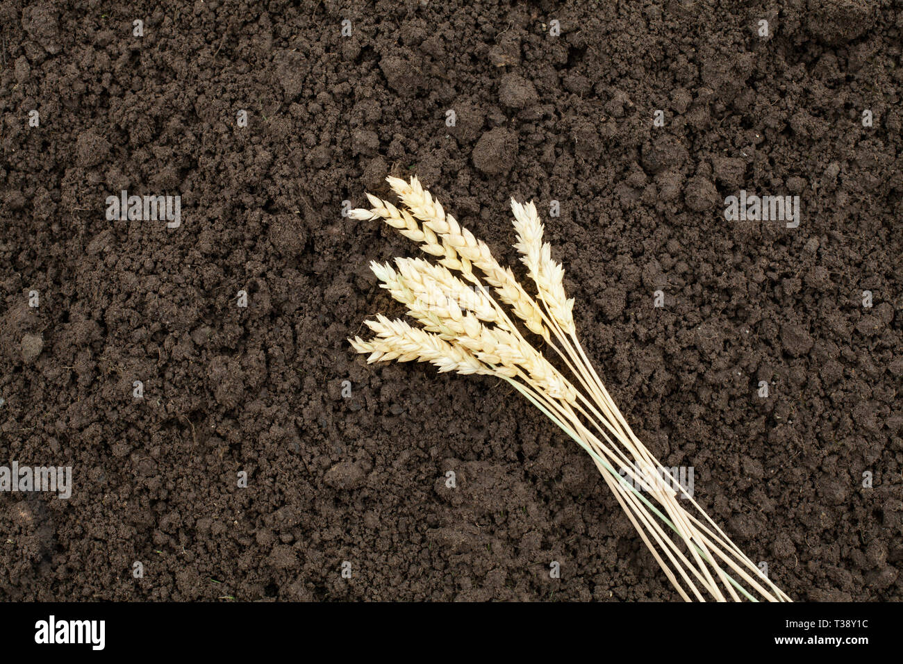 Le seigle oreille sur le sol en arrière-plan. Récolter le maïs et l'oreille sur fond brun Banque D'Images