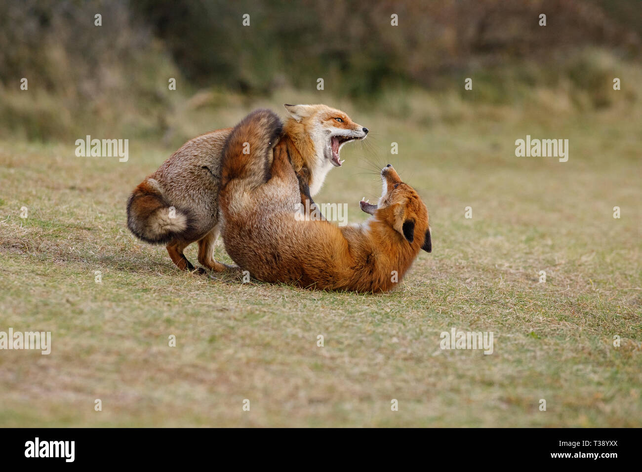 Le renard roux tuer tuer glasgow Banque de photographies et d’images à ...