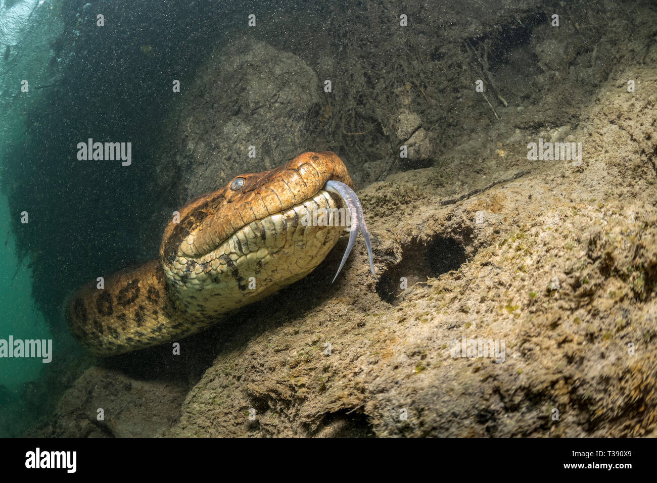 Anaconda vert, Eunectes murinus, rivière Formoso, bonite, Mato Grosso do Sul, Brésil Banque D'Images