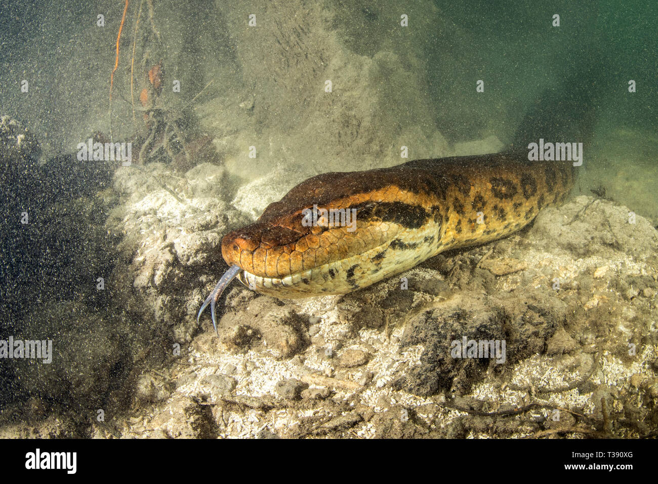 Anaconda vert, Eunectes murinus, rivière Formoso, bonite, Mato Grosso do Sul, Brésil Banque D'Images