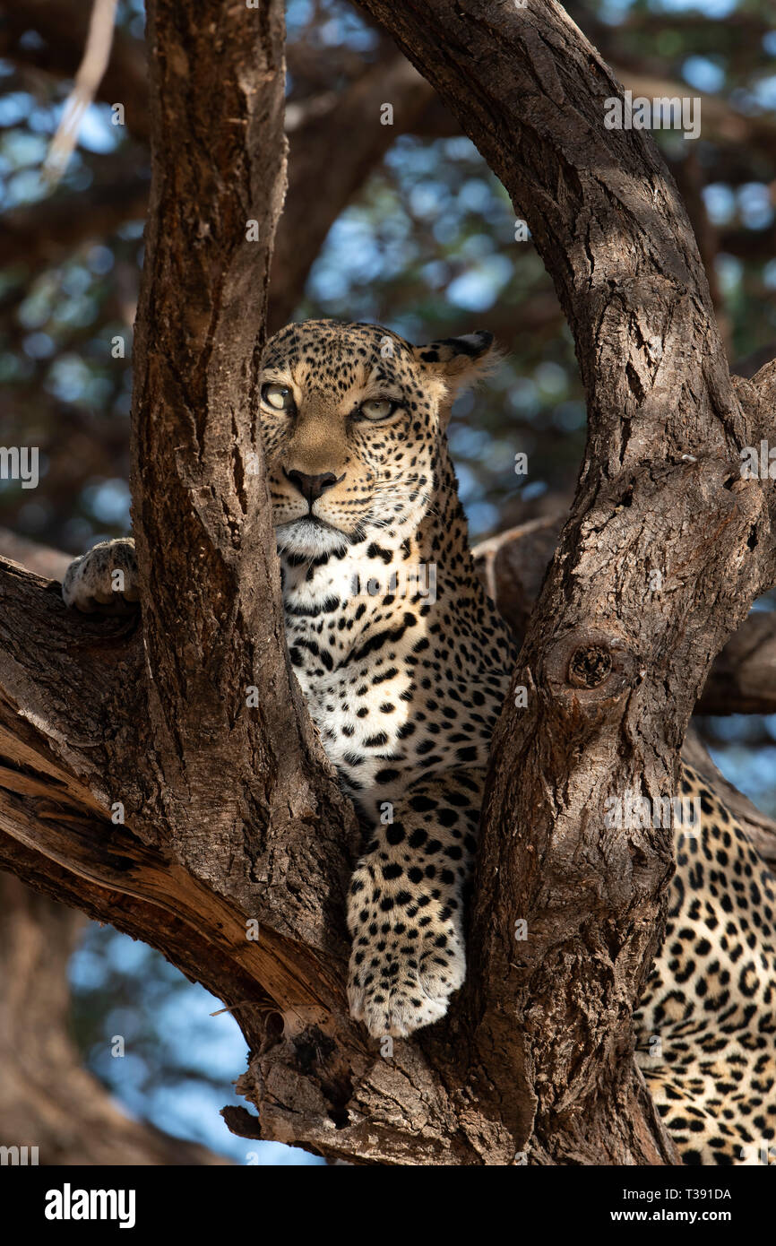 Leopard dans le Maasai Mara Banque D'Images