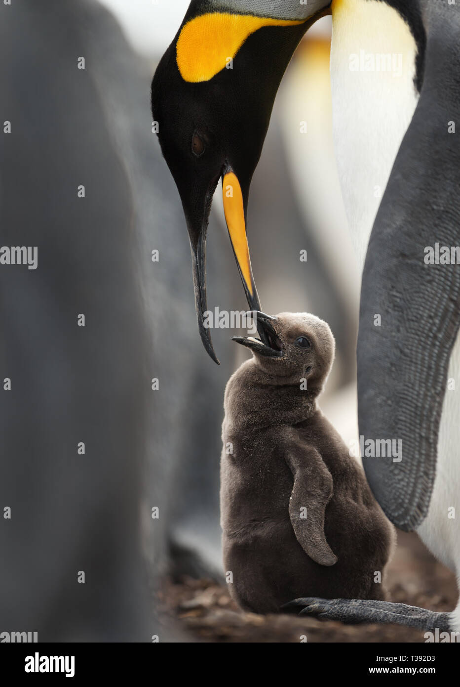 L'alimentation des pingouins roi chick, îles Falkland. Banque D'Images