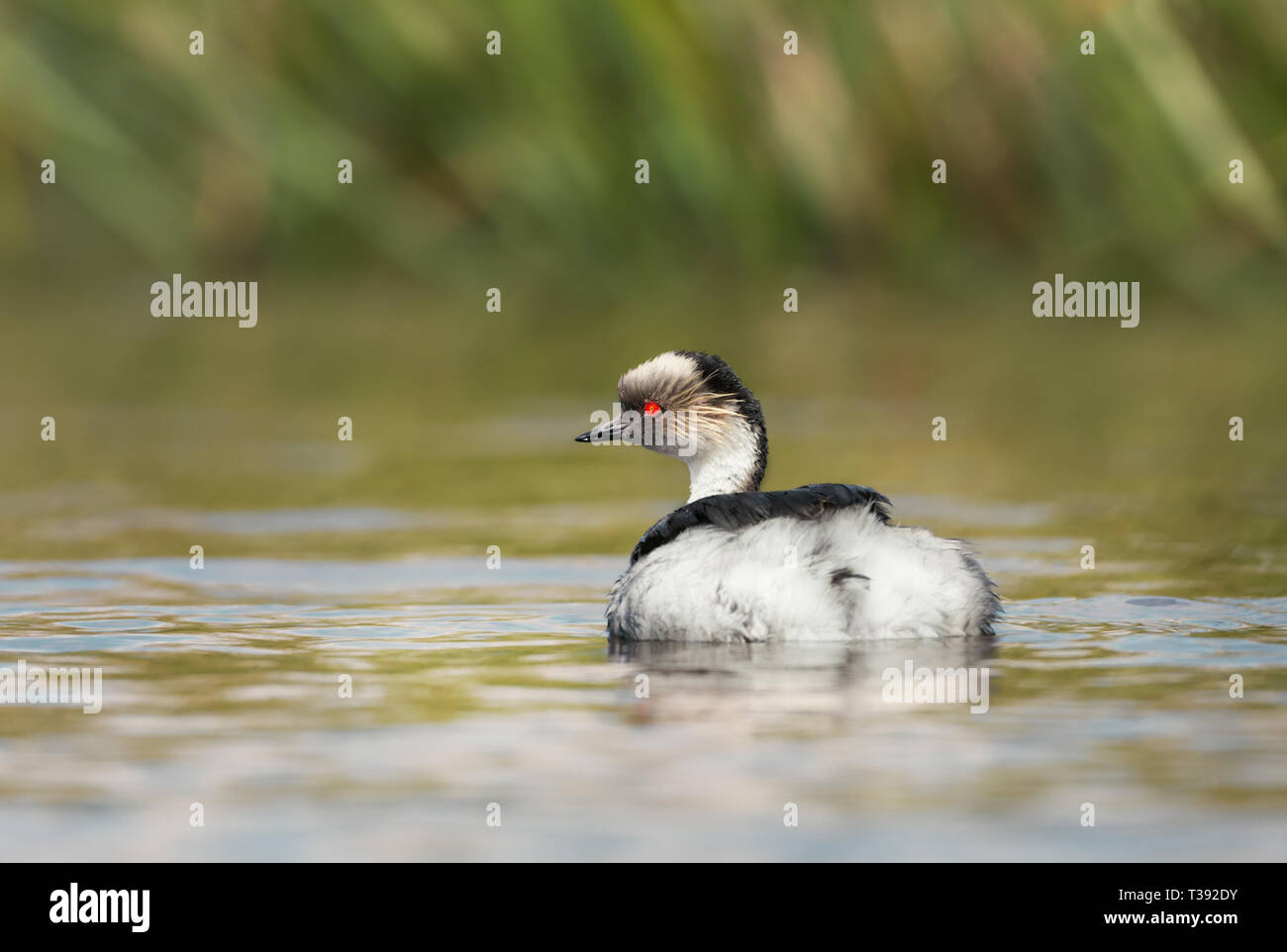 Close up d'un grèbe huppé (Podiceps argenté occipital) Nager dans un lac d'eau douce, Falklands. Banque D'Images