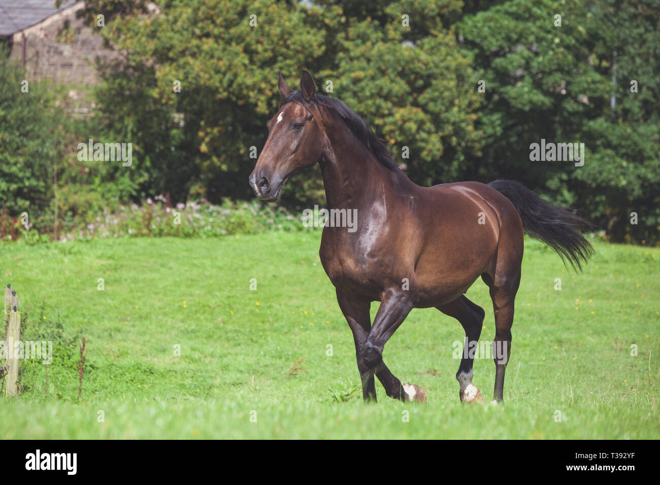 Cheval brun dans un champ au soleil Banque D'Images
