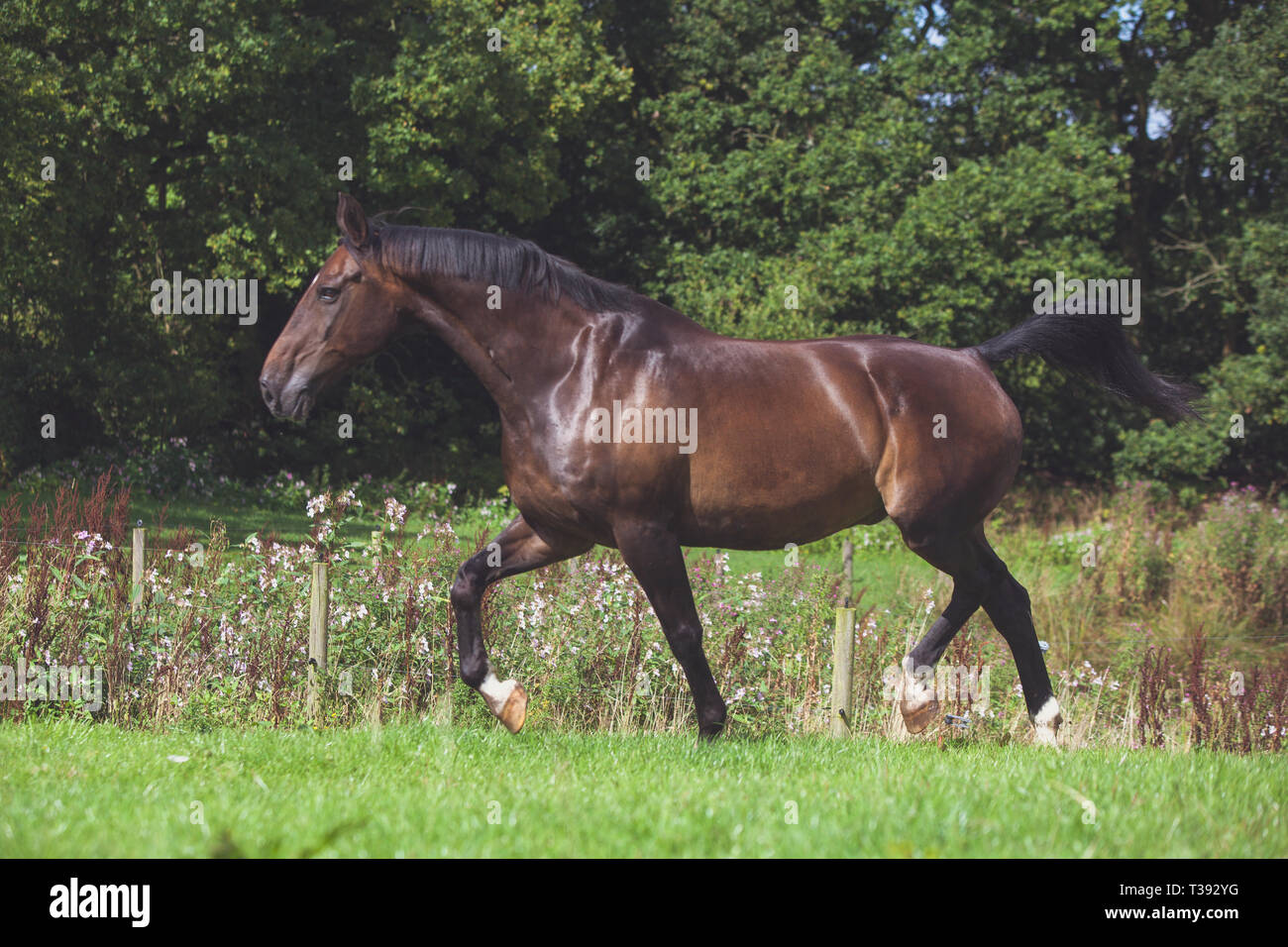 Cheval brun dans un champ au soleil Banque D'Images