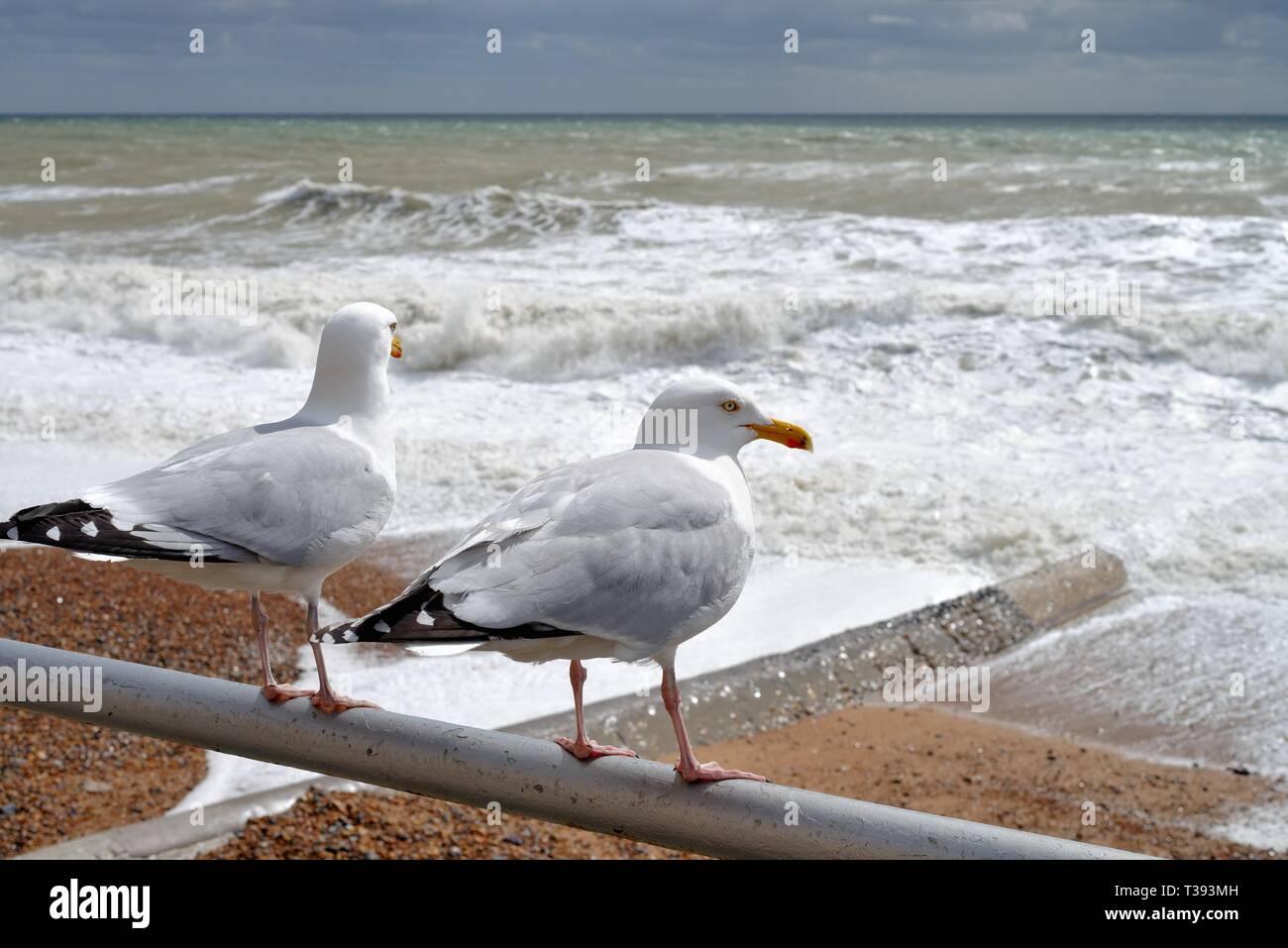 Close up de deux,le Goéland argenté Larus argentatus, perché sur une rampe en front de mer avec vue sur une mer déchaînée à Hove East Sussex England UK Banque D'Images
