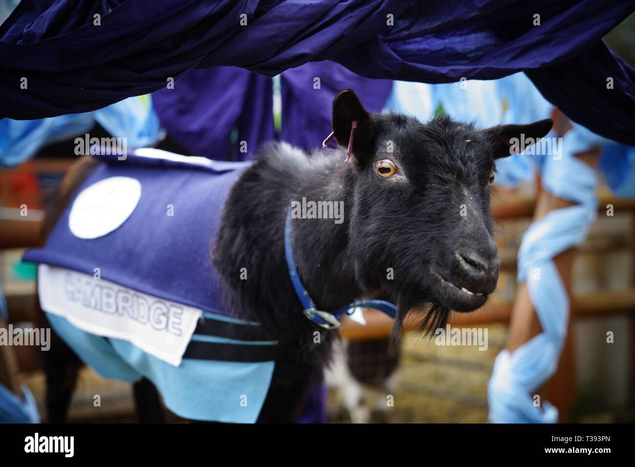 Cressida Dick commissaire de police de londres à la St Patrick's Day à Londres Banque D'Images