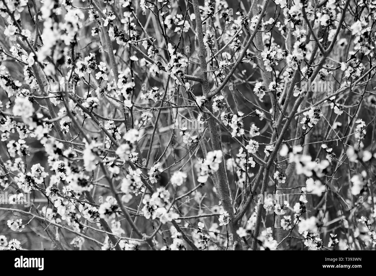 Fleurs de Montagne sud-ouest Banque D'Images