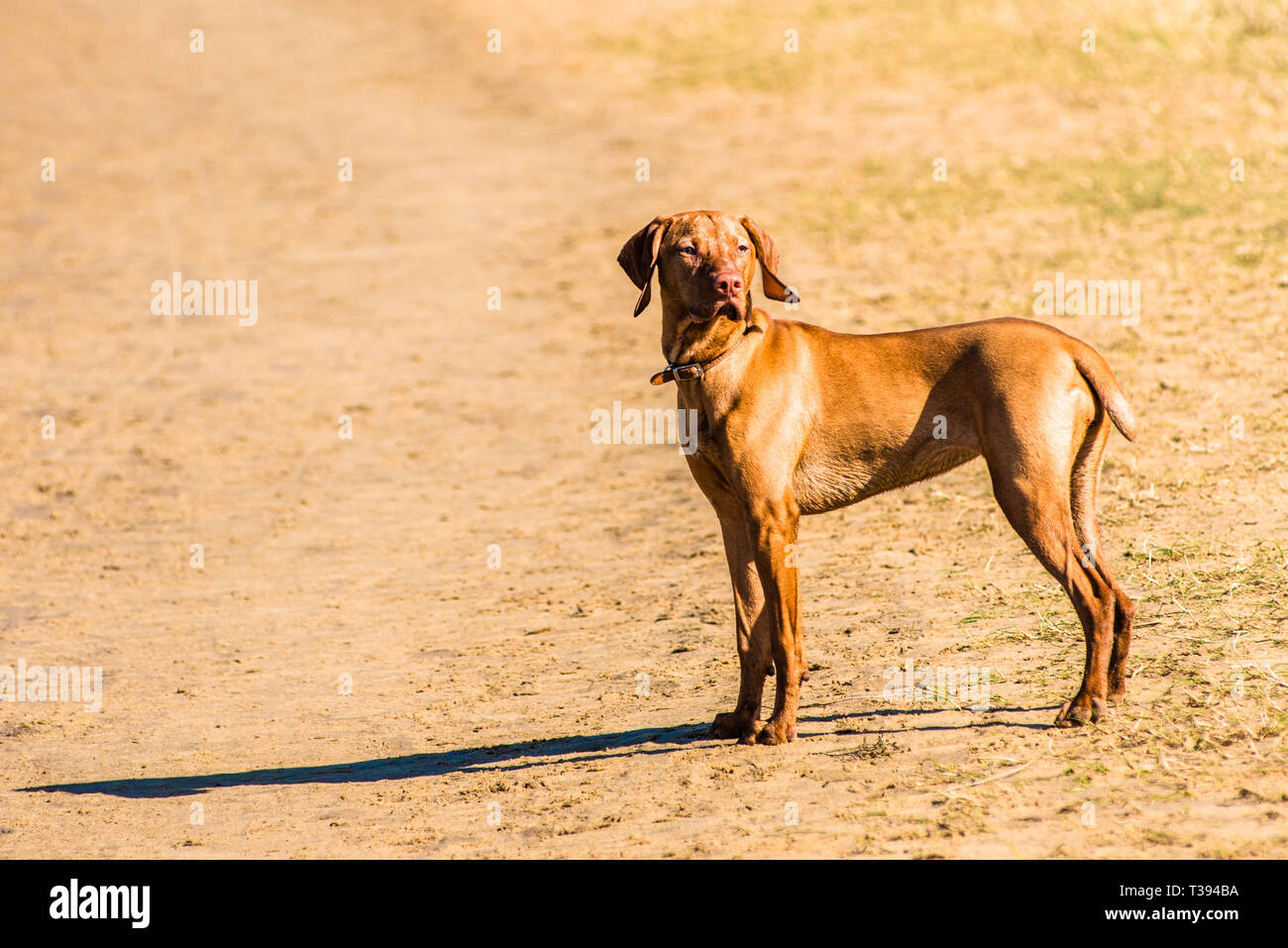 Un Hongrois Vizsla devint sur Holkham beach et réserve naturelle sur North Norfolk Coast, East Anglia, Angleterre, Royaume-Uni. Banque D'Images